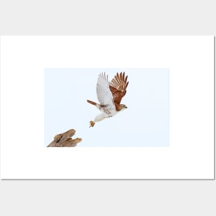 Red-tailed Hawk Posters and Art